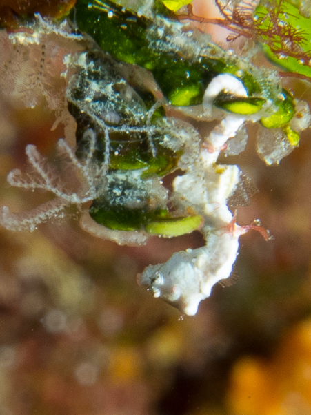 Pontoh's Pygmy Seahorse