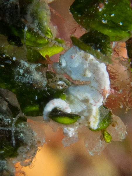 Pontoh's Pygmy Seahorse