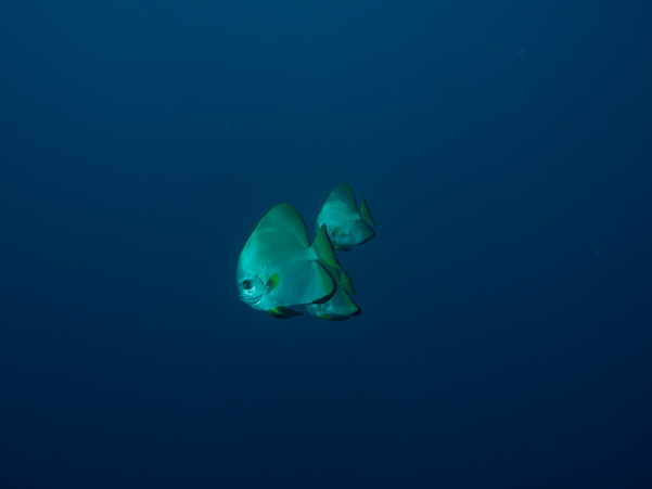 Golden Spadefish