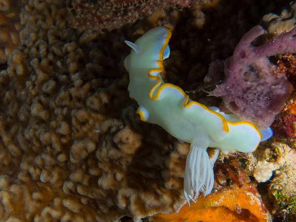 Heron Ardeadoris Nudibranch