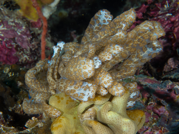 Solar-Powered Nudibranch