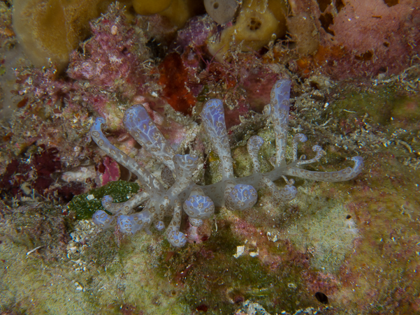 Solar-Powered Nudibranch