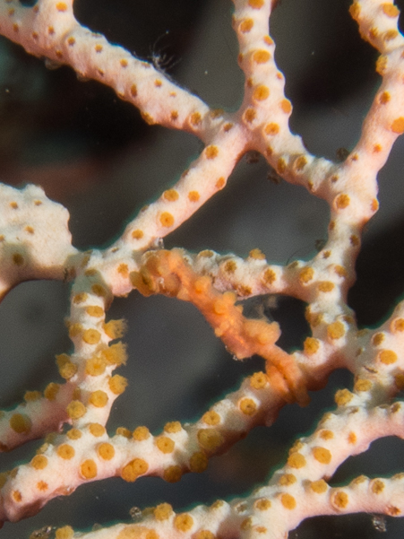 Denise Pygmy Seahorse