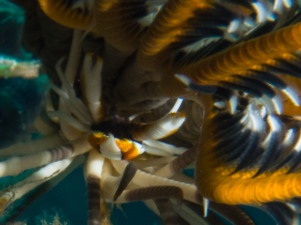 Baba's Crinoid Squat Lobster