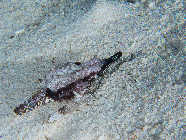 Dragon Sea Moth