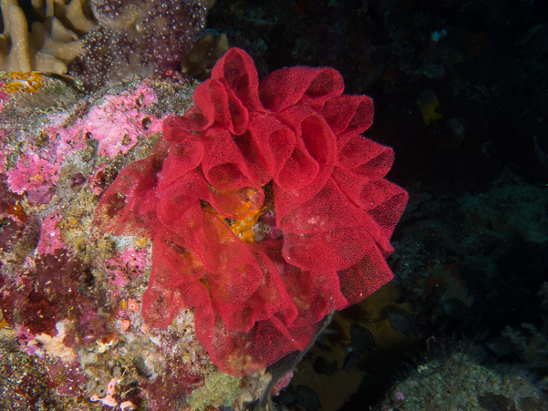 Eggs of the Spanish Dancer Nudibranch