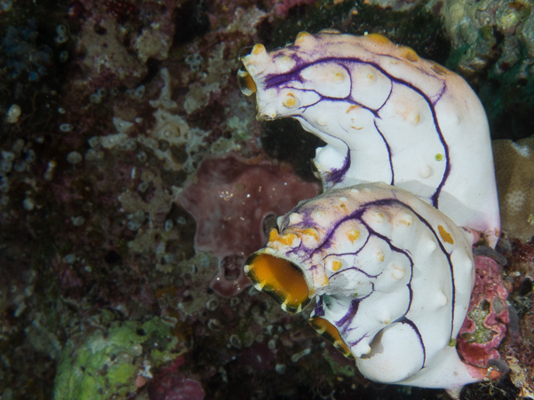 Tunicates