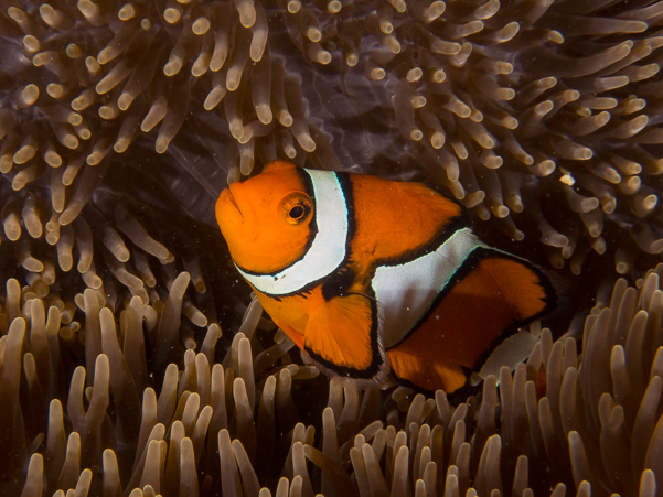 Clown Anemonefish