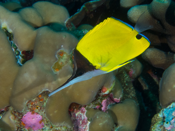 Longnose Butterflyfish