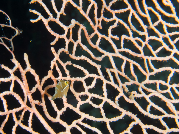 Filefish (juvenile)