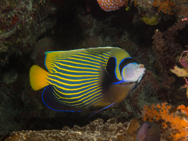 Emperor Angelfish