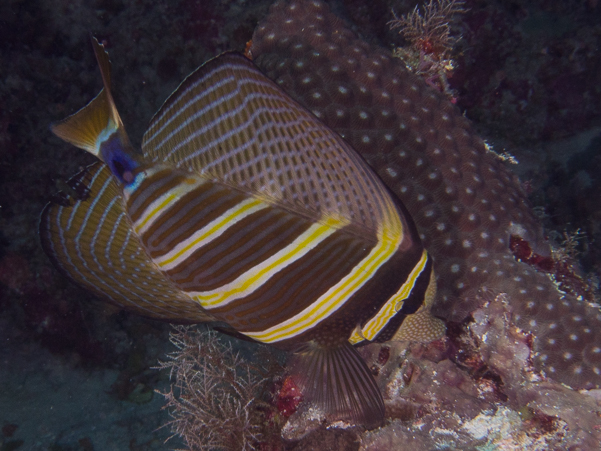 Pacific Sailfin Tang