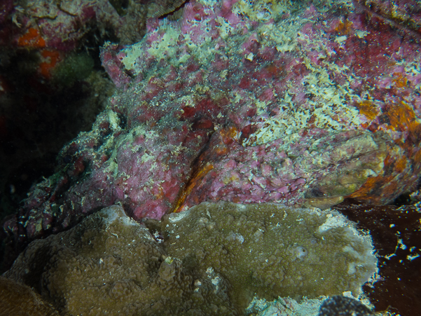 Reef Stonefish