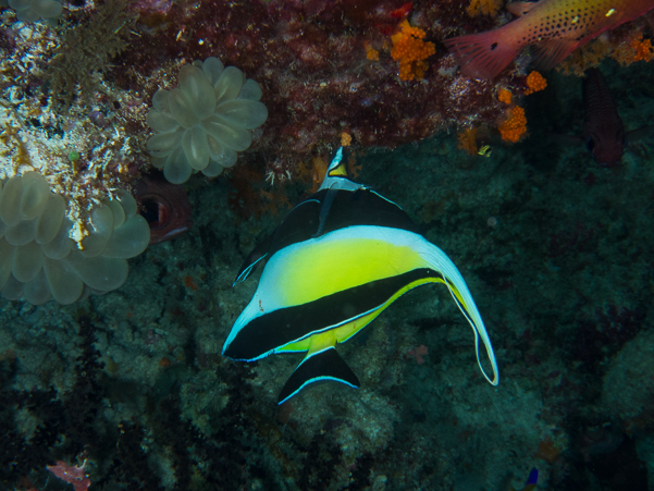 Moorish Idol