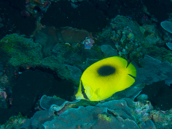 Oval-spot Butterfyfish