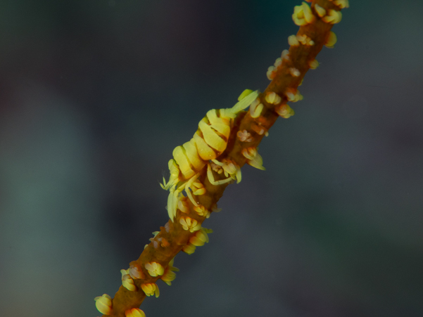 Zanzibar Whip Coral Shrimp