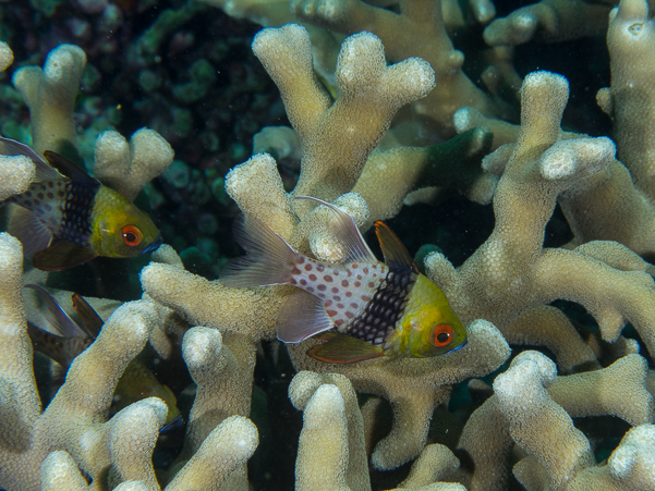 Pajama Cardinalfish