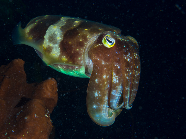 Broadclub Cuttlefish