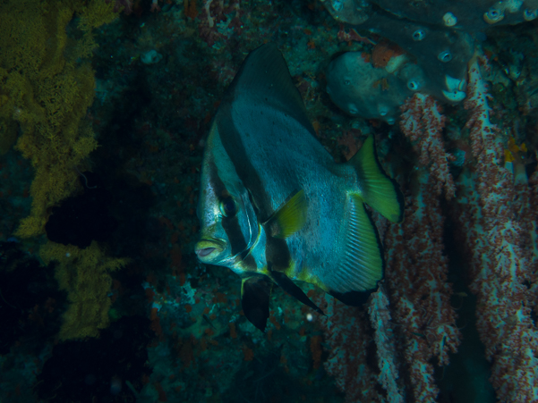 Longfin Spadefish