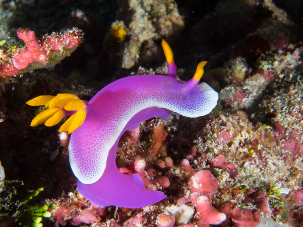 Robe Hem Hypselodoris Nudibranch