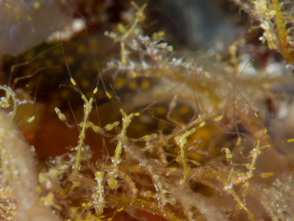 Skeleton Shrimp