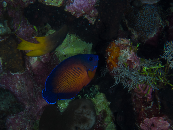 Two-spined Angelfish