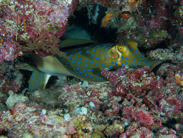 Blue-Spotted Stingray