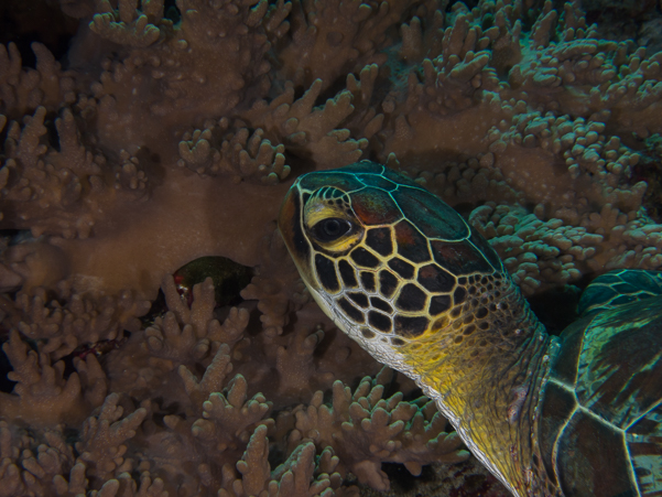 Green Turtle