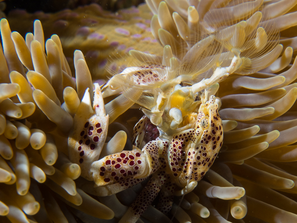 Spotted Porcelain Crab