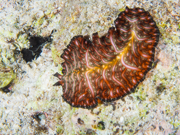 Persian Carpet Flatworm