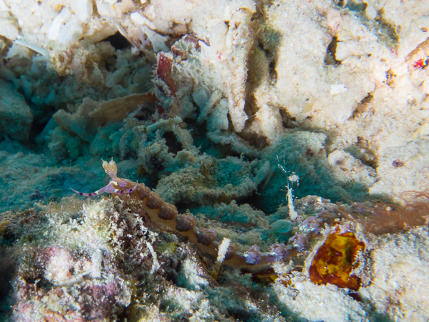 Blue Dragon Nudibranch