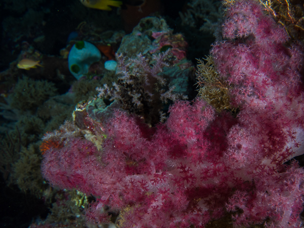 Soft Coral