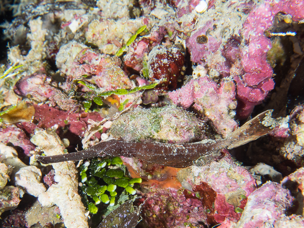 Thin Ghost Pipefish