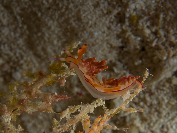 Redline Flabellina Nudibranch