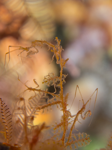 Skeleton Shrimp