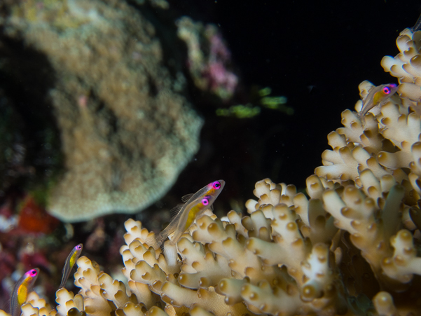 Pinkeye Gobies