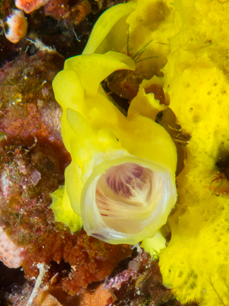 Giant Frogfish