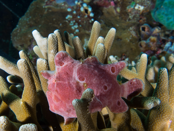 Painted Frogfish