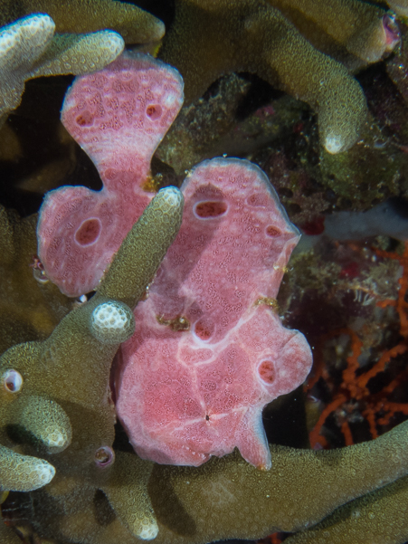 Painted Frogfish