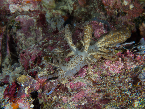 Solar Powered Nudibranch