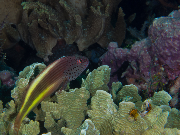 Freckled Hawkfish