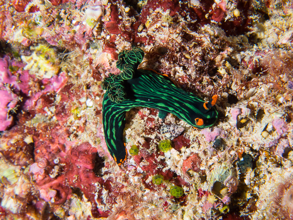 Kubaryana's Nembrotha Nudibranch