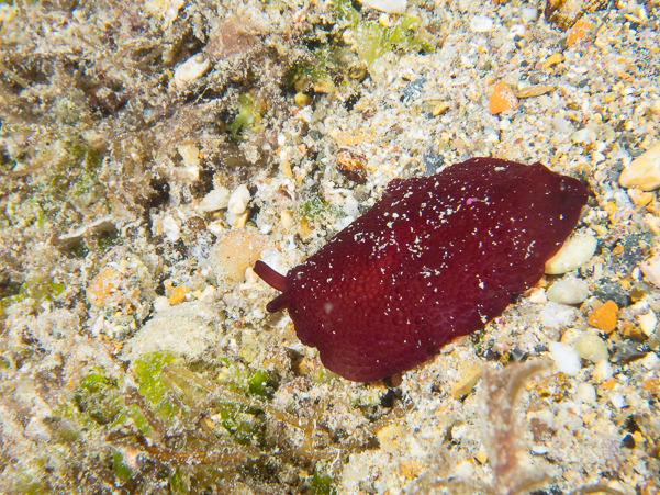 Peron's Pleurobranch Sidegill Slug