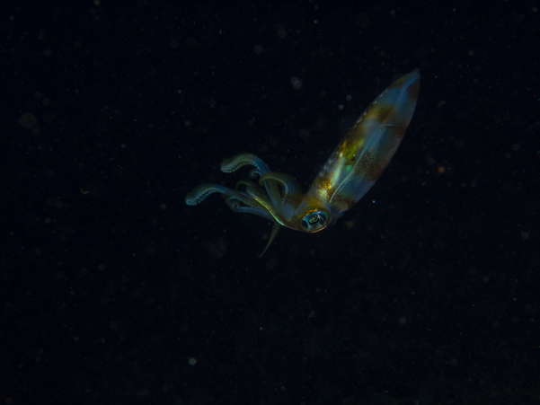 Bigfin Reef Squid