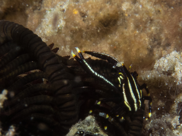 Elegant Crinoid Squat Lobster