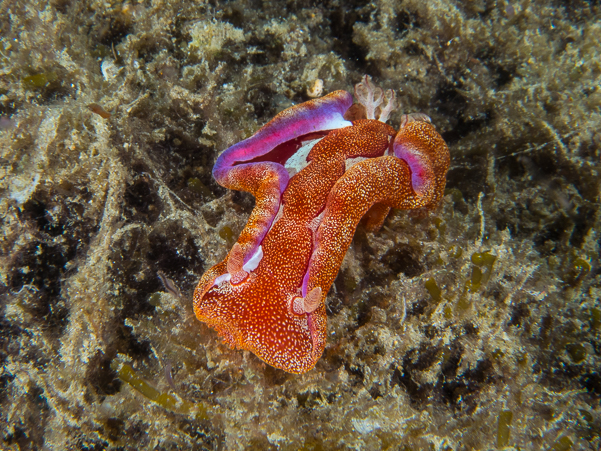 Spanish Dancer Nudibranch