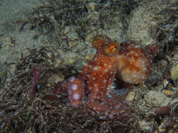 Poison Ocellate Octopus