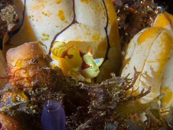 Warty Frogfish