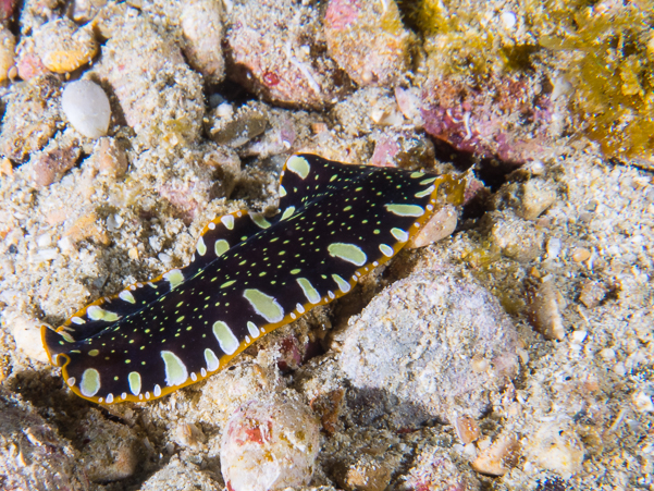 Brilliant Flatworm