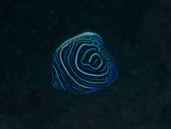 Emperor Angelfish (juvenile)